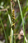 Fox sedge